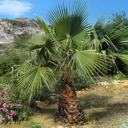 Cortijo La Venta Landsted Nerja